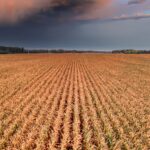 Golden agricultural field beneath dark storm clouds, illustrating climate and food production uncertainty