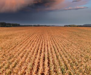 Golden agricultural field beneath dark storm clouds, illustrating climate and food production uncertainty