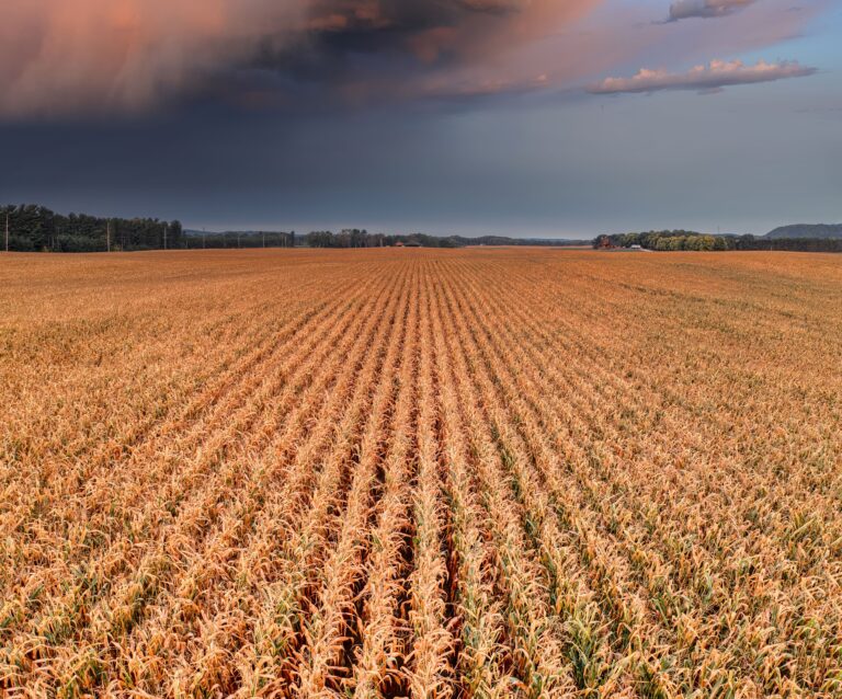 Golden agricultural field beneath dark storm clouds, illustrating climate and food production uncertainty
