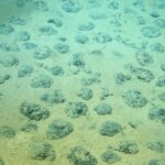 Polymetallic nodules scattered across the deep-sea abyssal seafloor