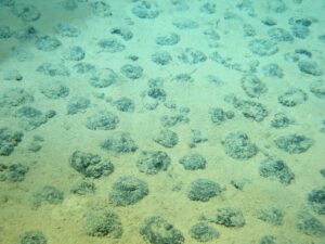 Polymetallic nodules scattered across the deep-sea abyssal seafloor