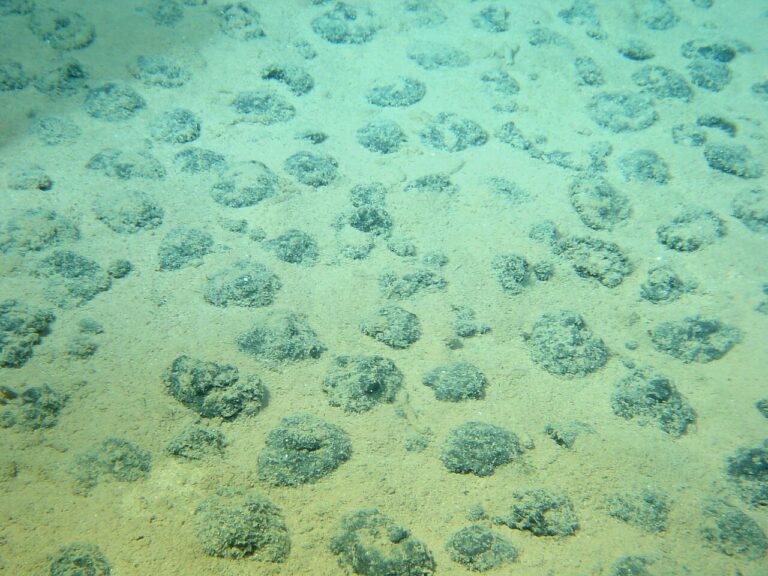 Polymetallic nodules scattered across the deep-sea abyssal seafloor