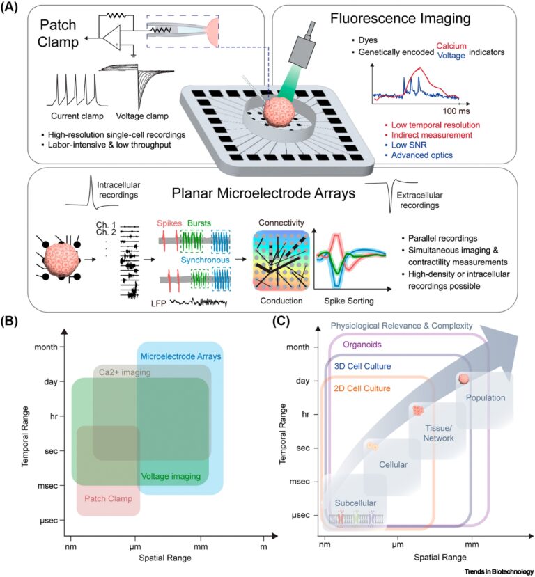 Brain organoid connected to a microelectrode array for biological computing