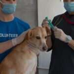Volunteer comforts a tan dog as a veterinary worker prepares a syringe at an animal shelter.