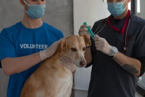 Volunteer comforts a tan dog as a veterinary worker prepares a syringe at an animal shelter.