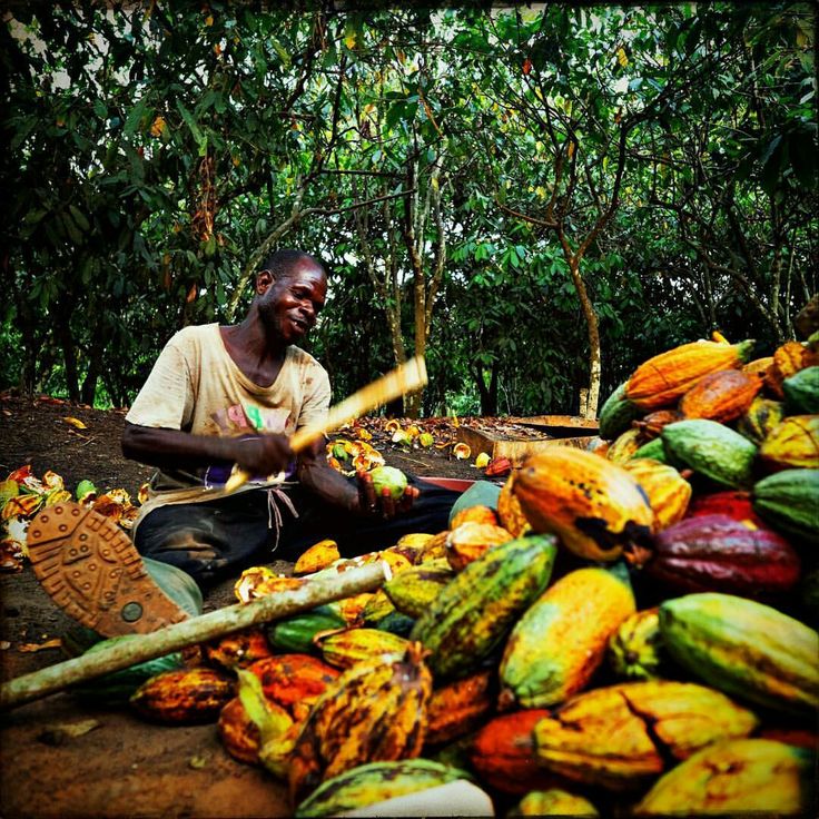 Cocoa farmer harvesting and opening ripe cocoa pods in a tropical plantation